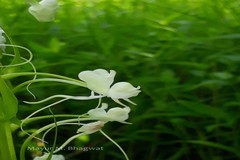 Habenaria commelinifolia